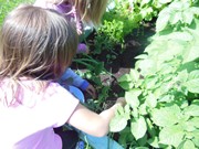 Zahradničíme ve školce